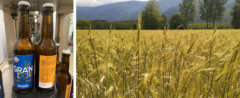 La nuova "Gran Dor" ed i campi di grano a Bruzolo